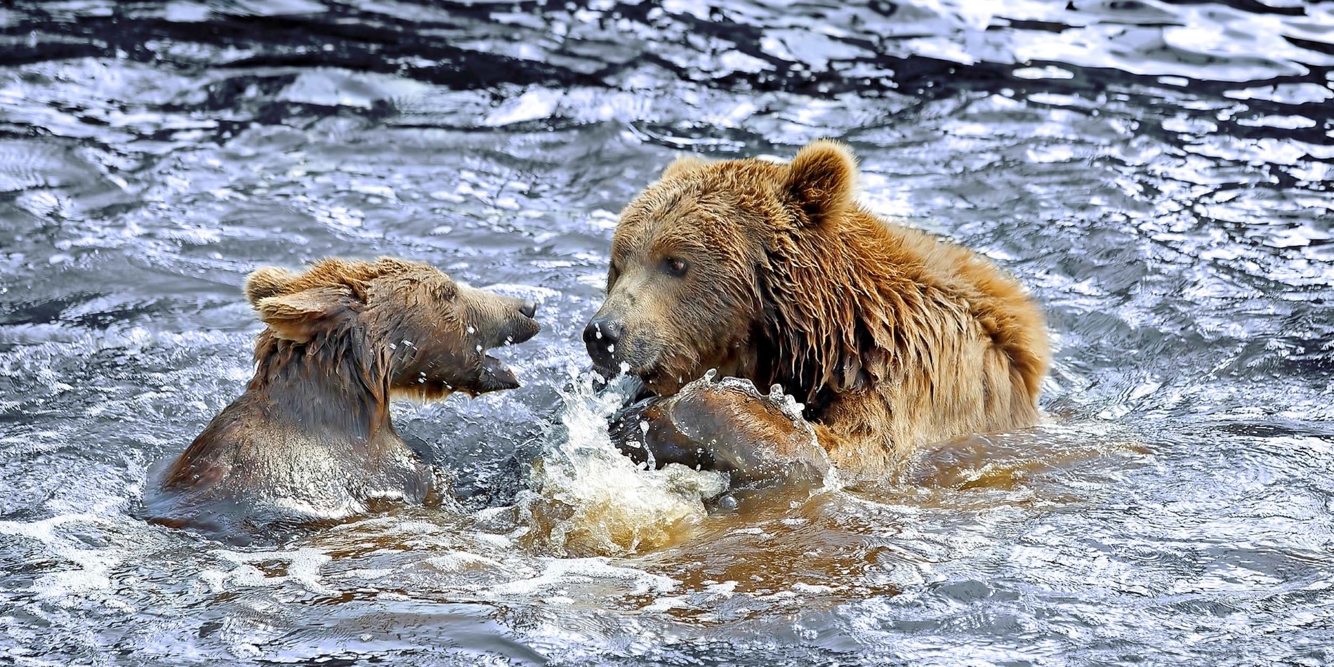 Tentez de repérer les puissants ours bruns d’Alaska.