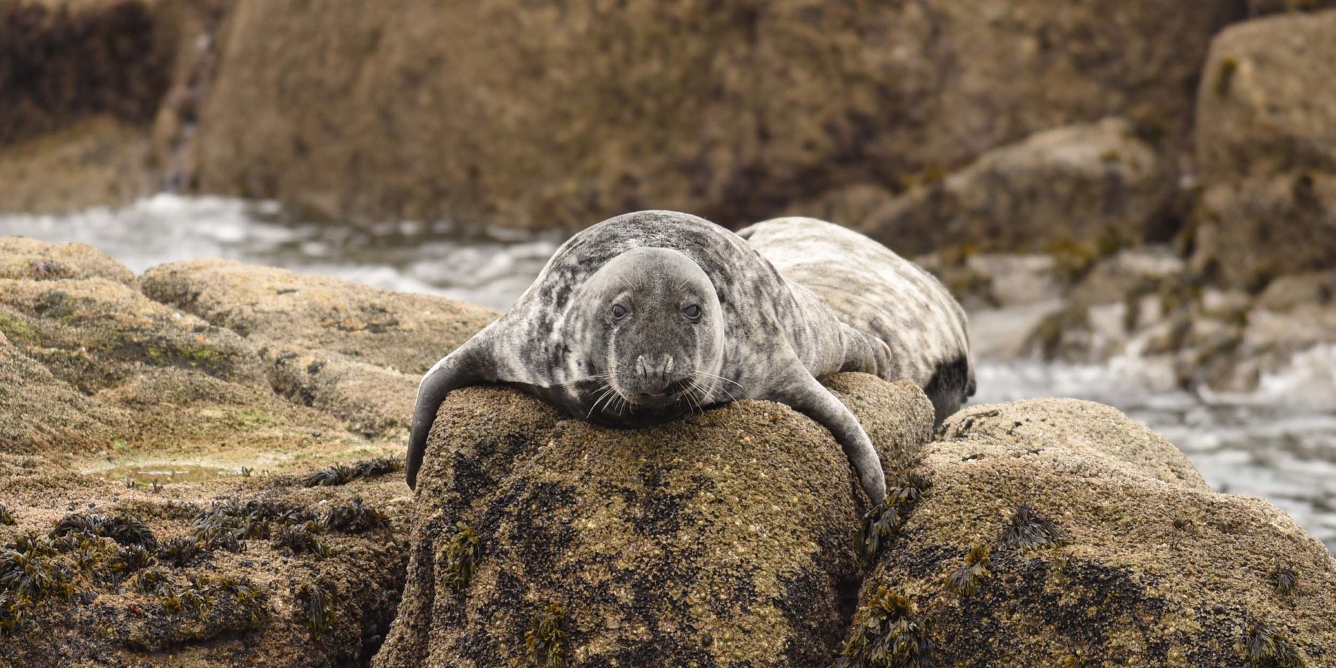 Tentez d’apercevoir des phoques gris sur les rochers.