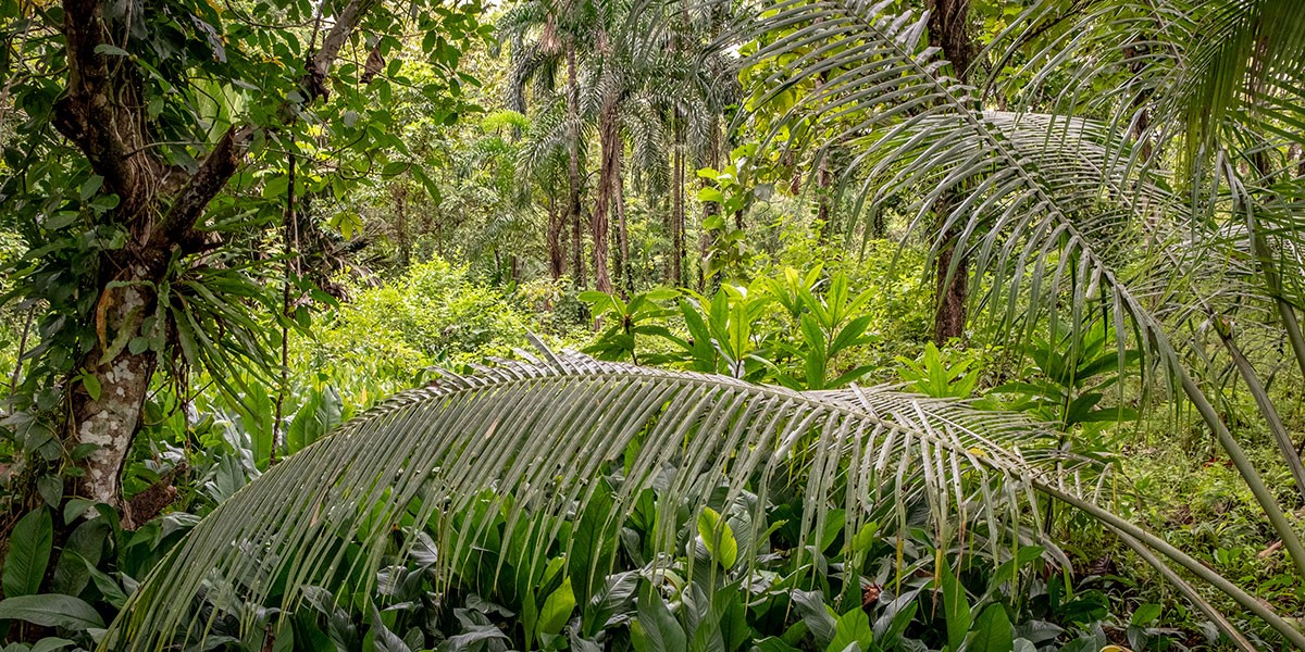 Un groupe de palmiers à côté d'un arbre