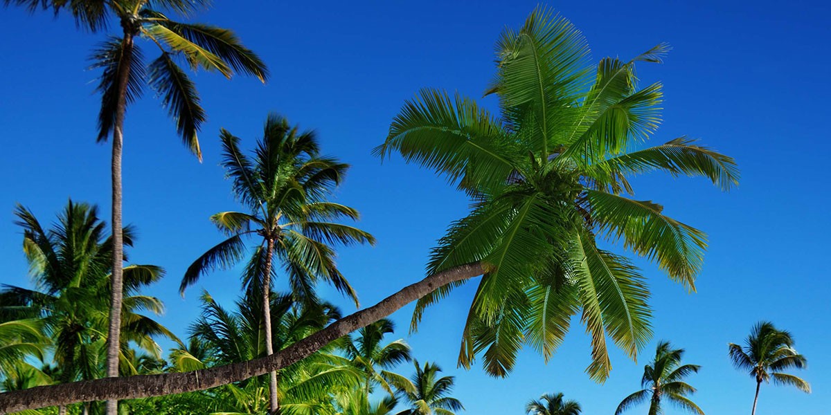 Une plage avec un palmier