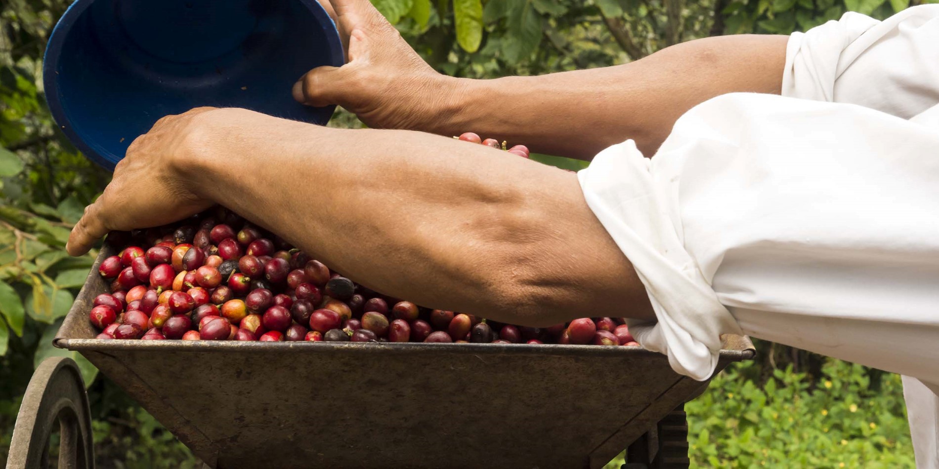 Visitez une plantation de café pour découvrir comment ces petites baies rouges deviennent la boisson la plus appréciée dans le monde.