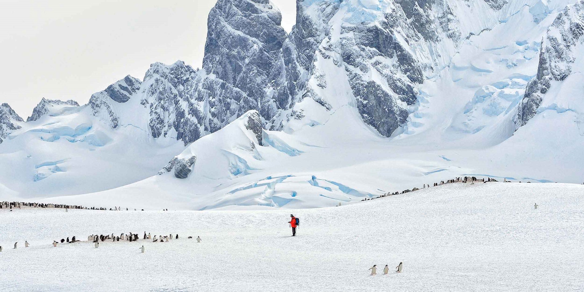 Homme au milieu de la colonie de pingouin dans le paysage antarctique vaste