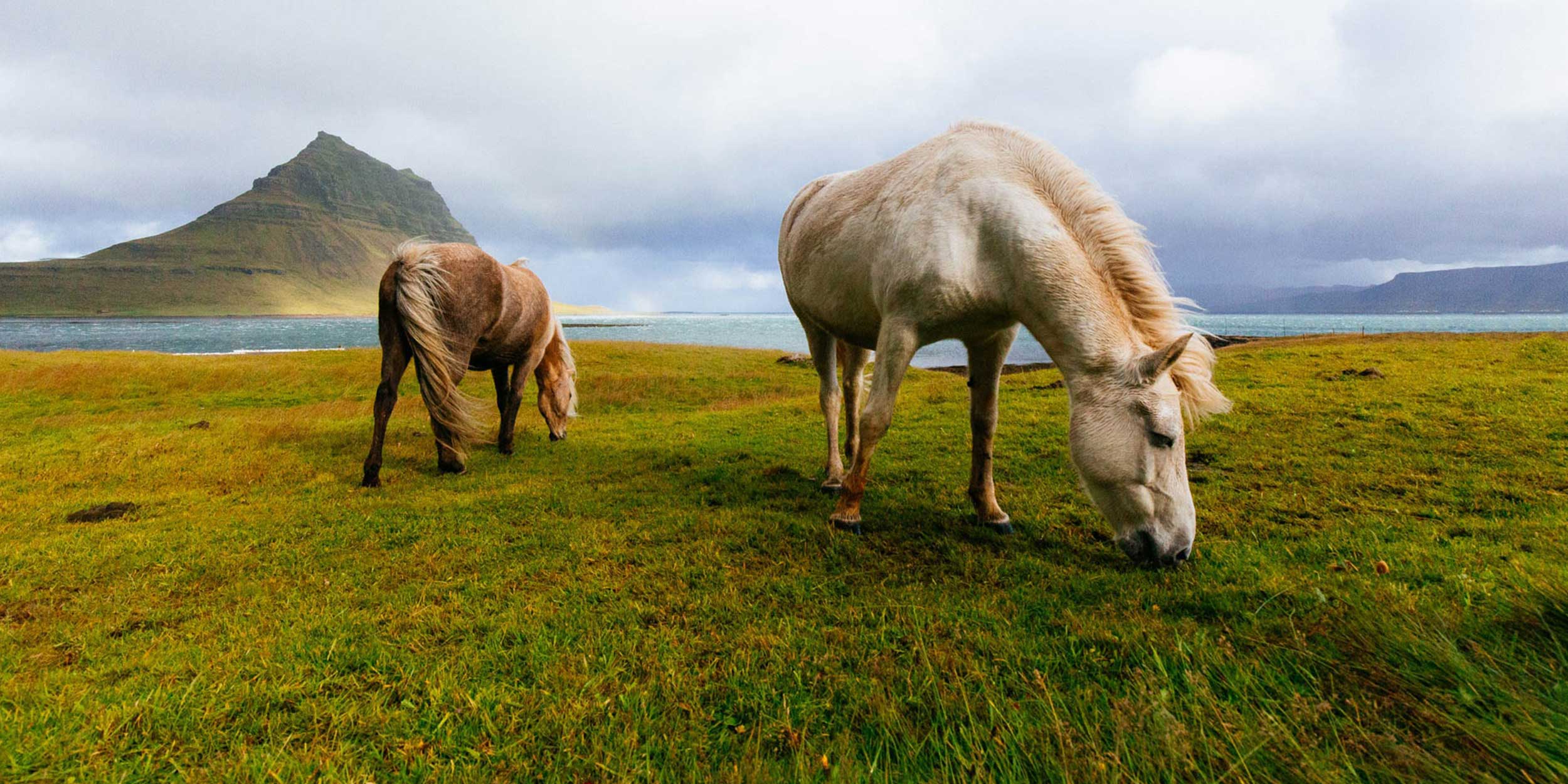 Icelandic-Horses-James-Mcgill.jpg
