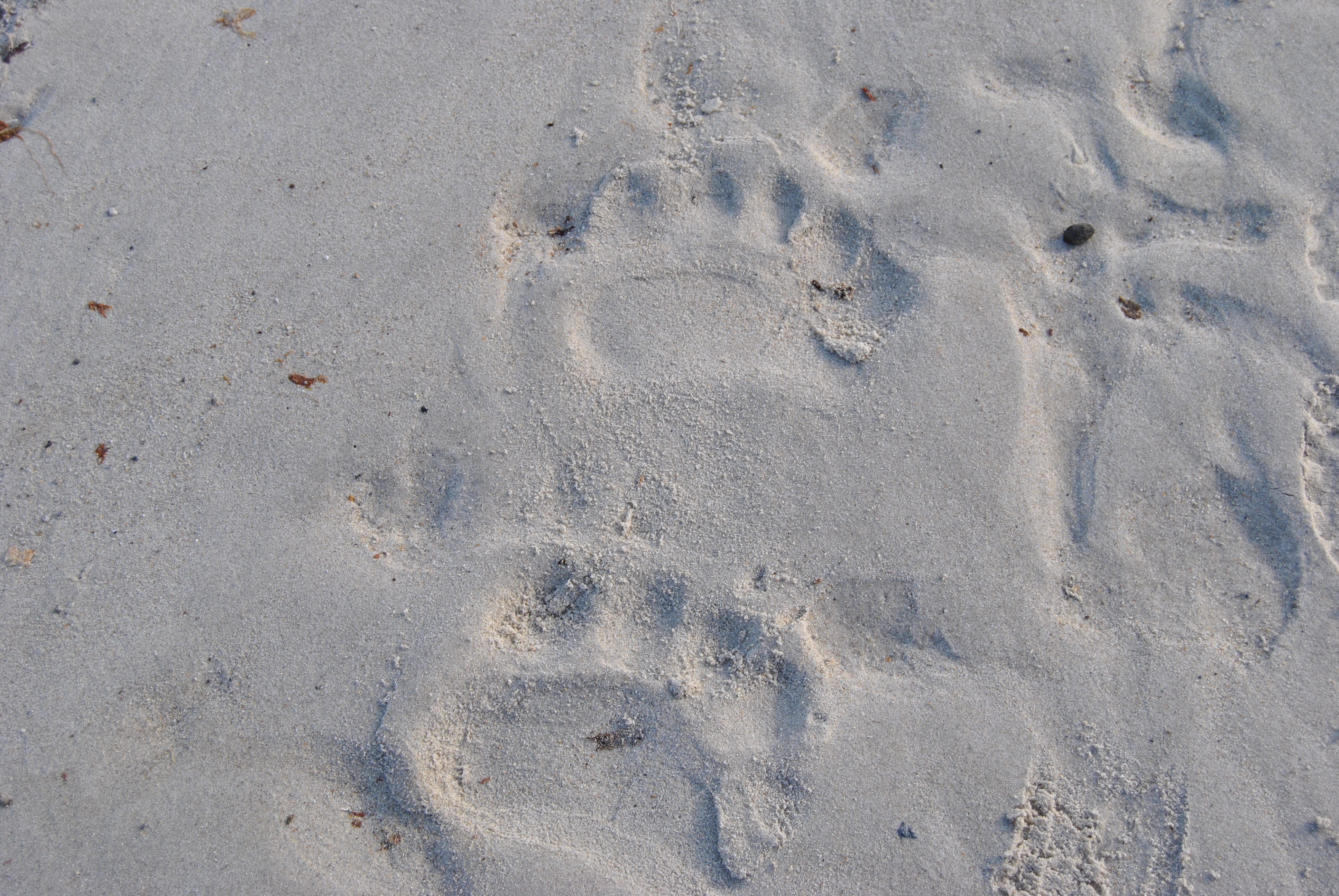 Traces d'ours