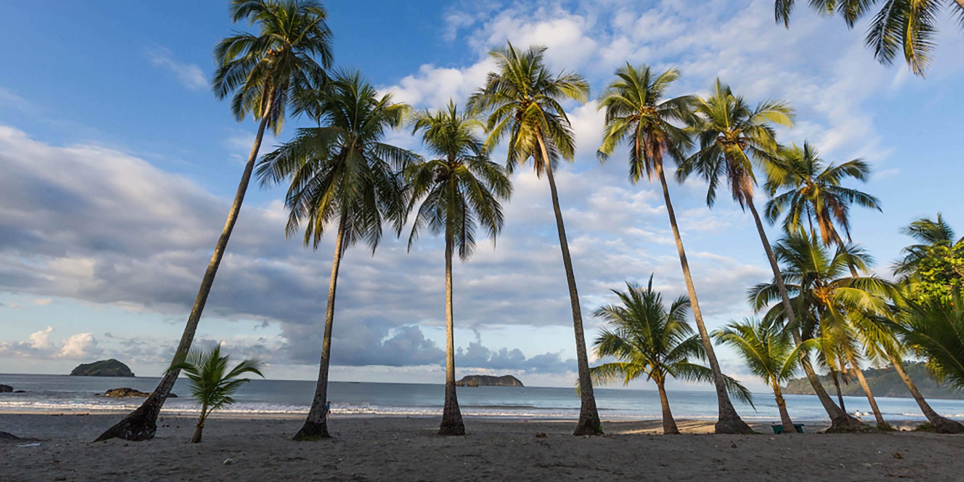 Une plage sablonneuse avec un palmier devant un plan d'eau
