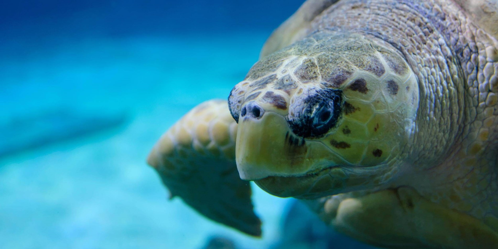 Une tortue nageant sous l'eau