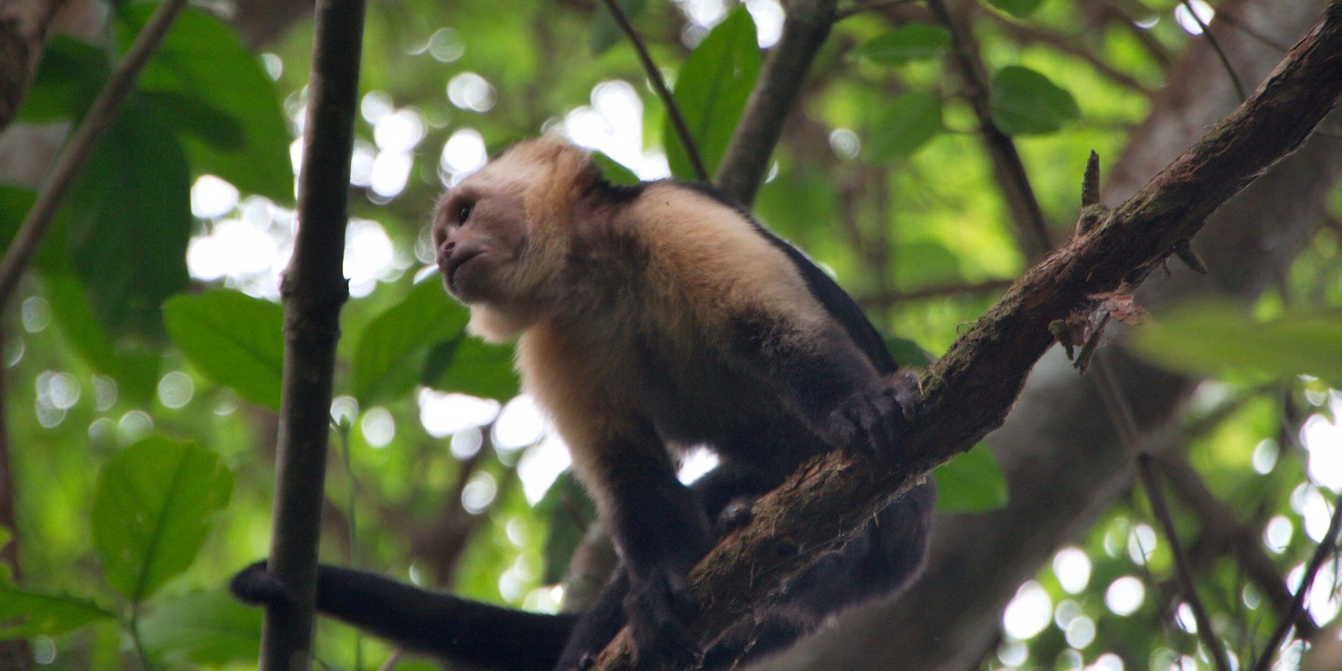 Un singe s'asseyant sur une branche
