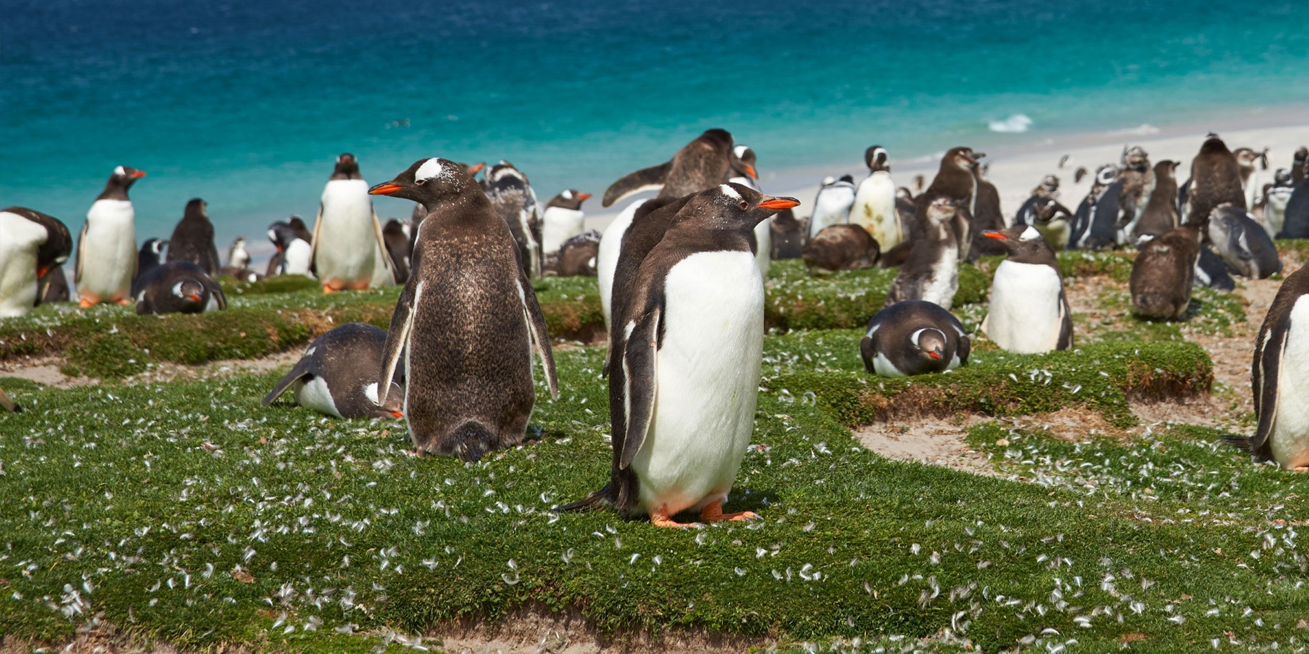 Gentoo Penguins, Bleaker Island, les Malouines.