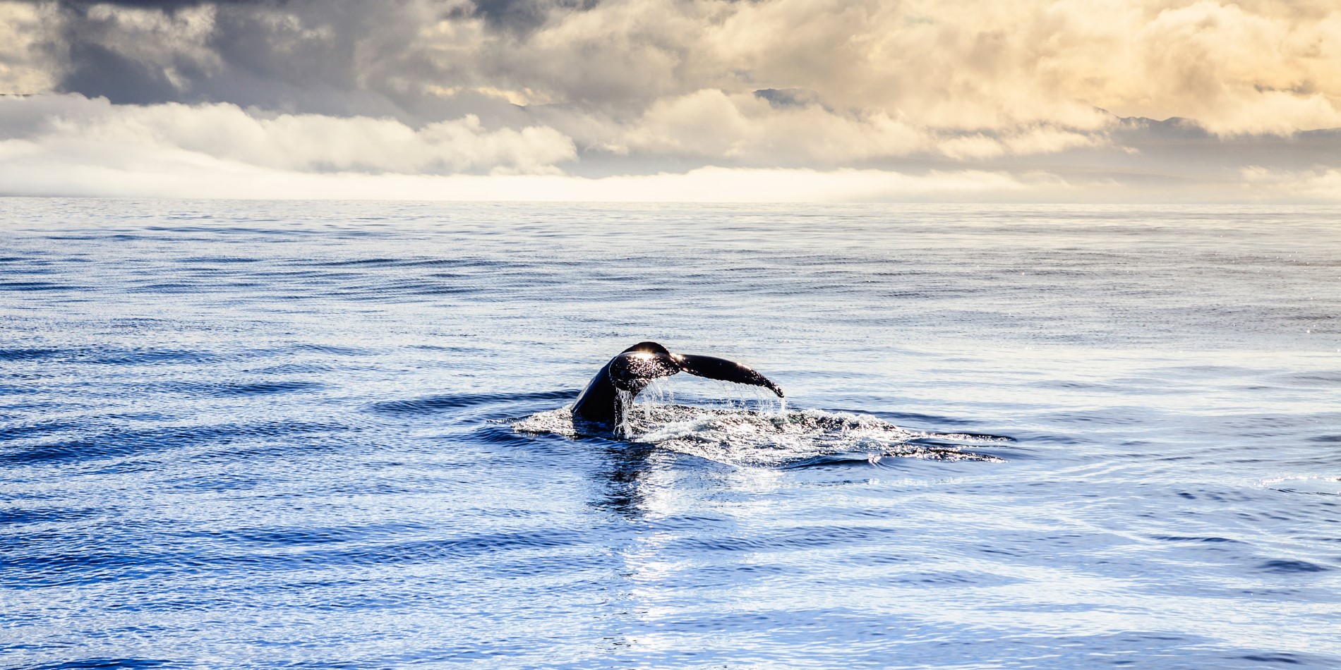 Vous pouvez apercevoir une baleine dans la baie de Skjolandi