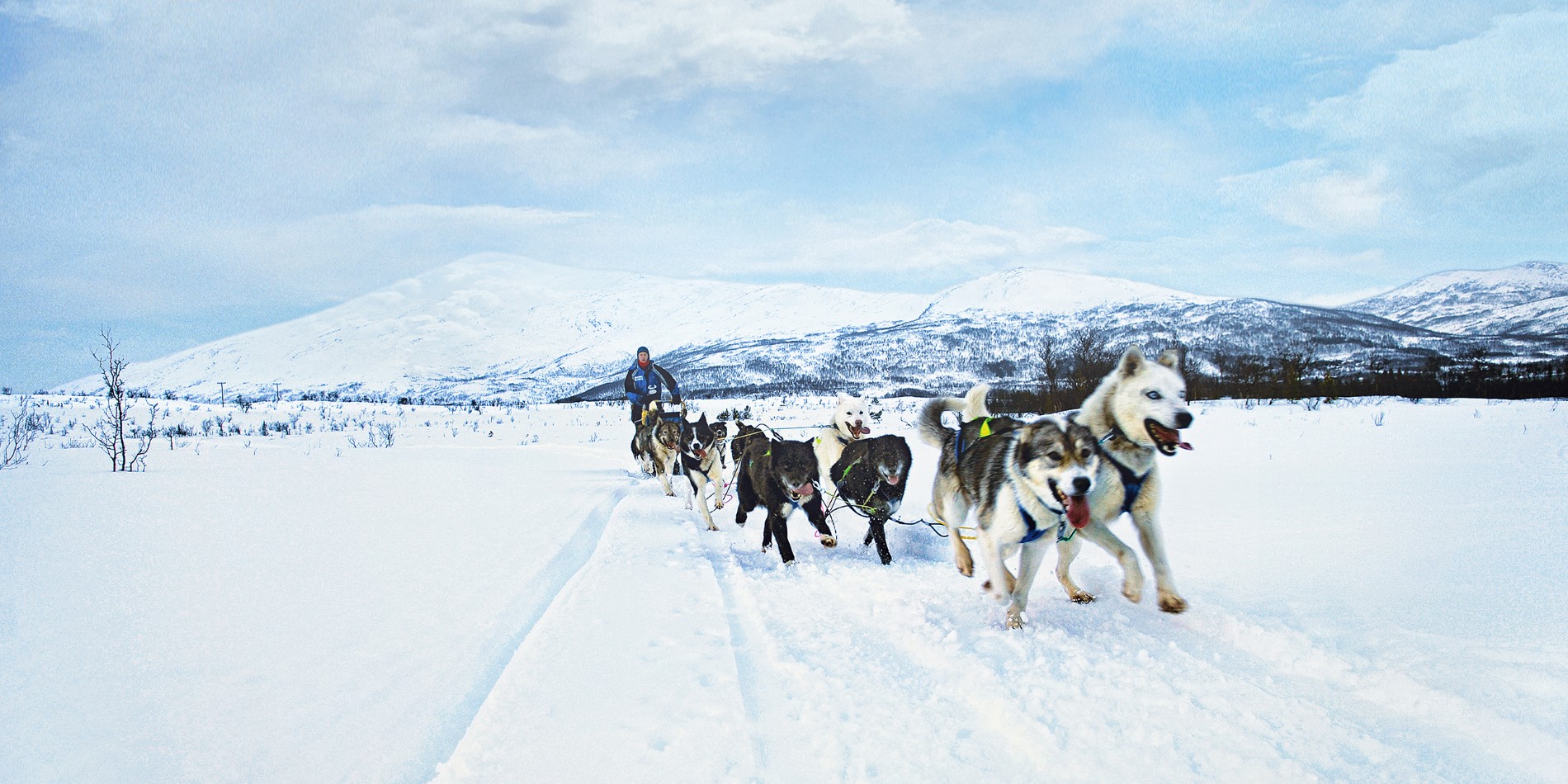8 huskys in a span, full speed ahead! Its snowy weather and Kvaløya mountains surrounding the dogs.
