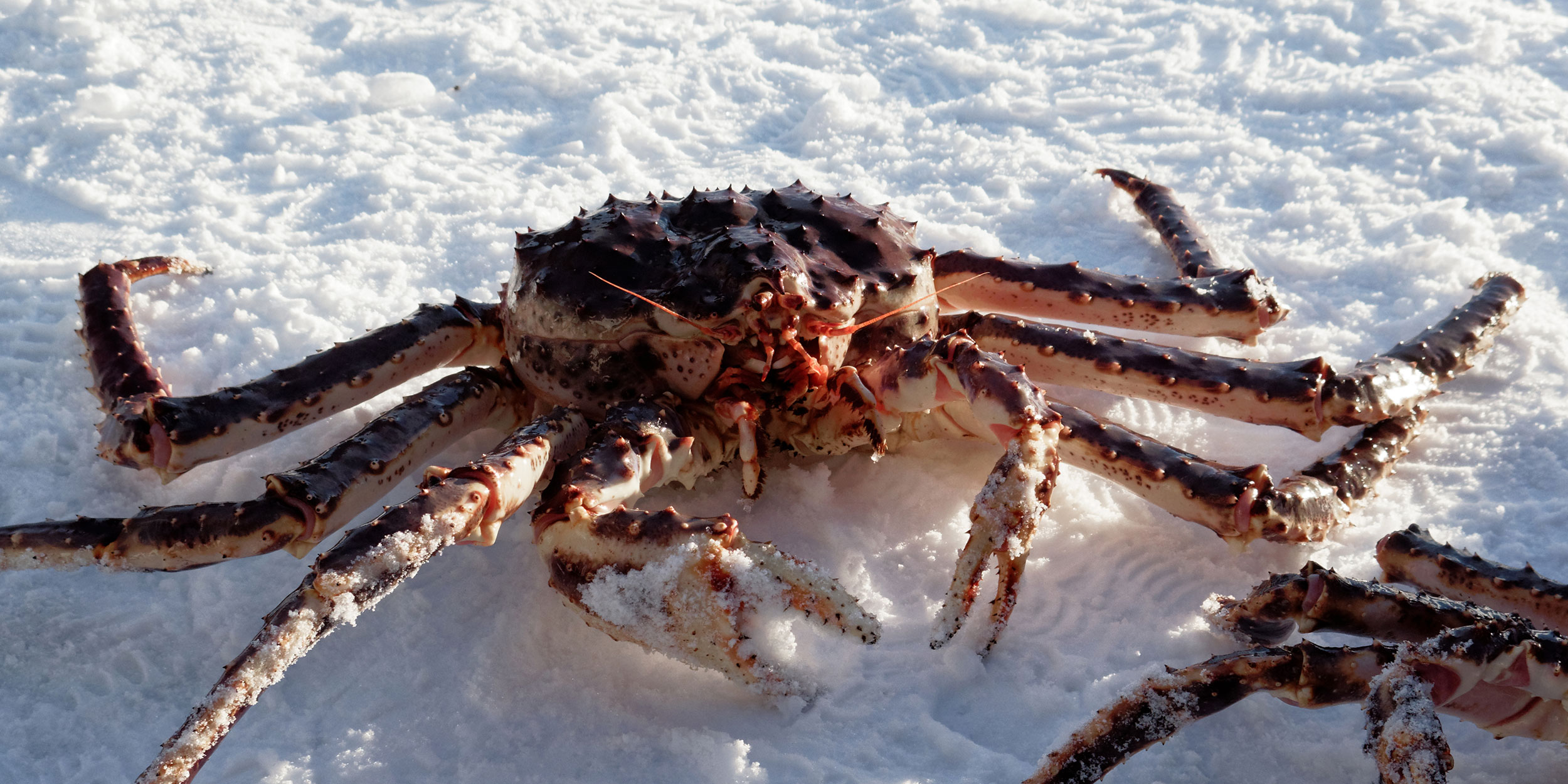 Le Crabe royal
