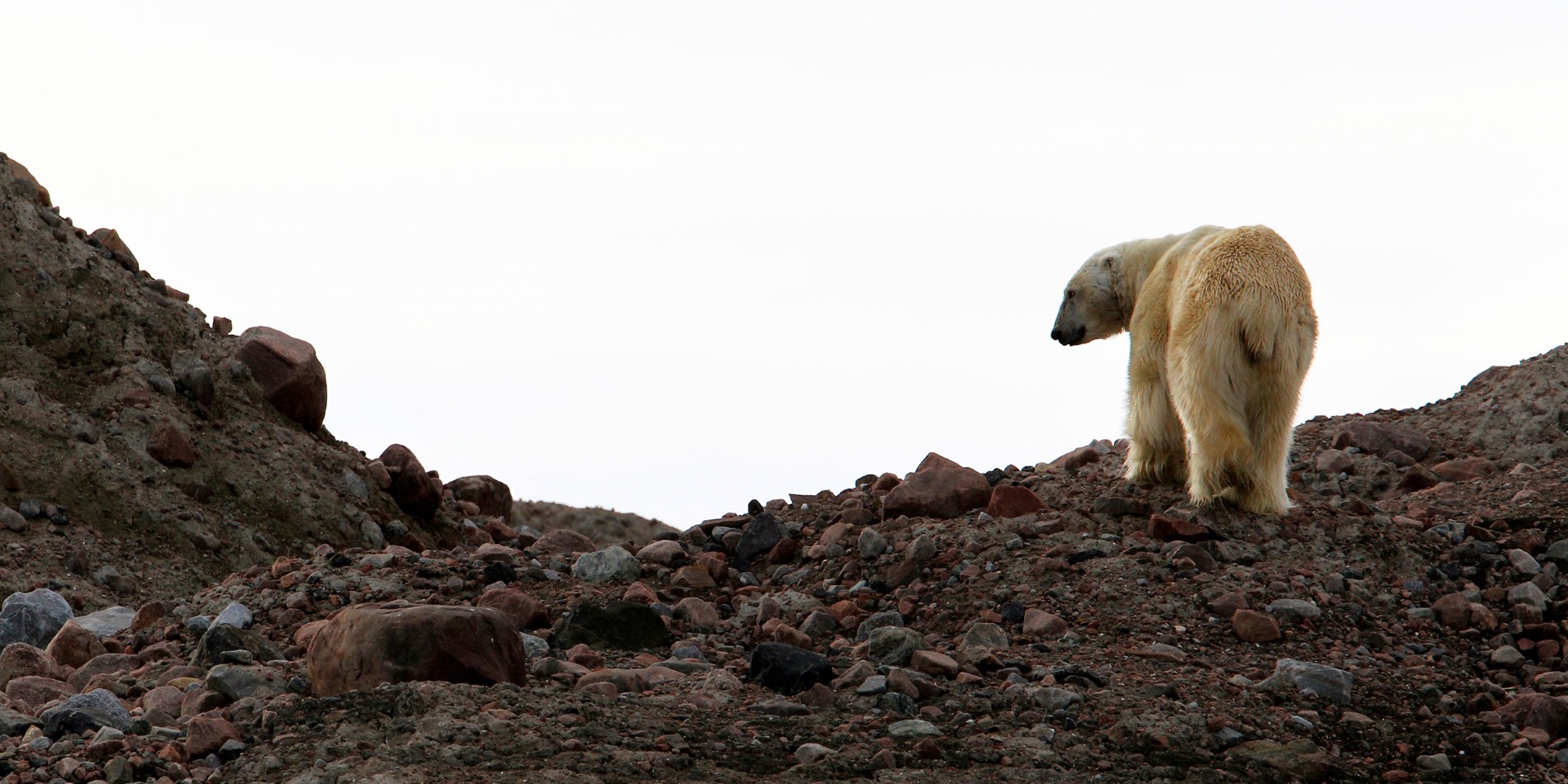 Un ours polaire à Svalbard sur une croisière Hurtigruten