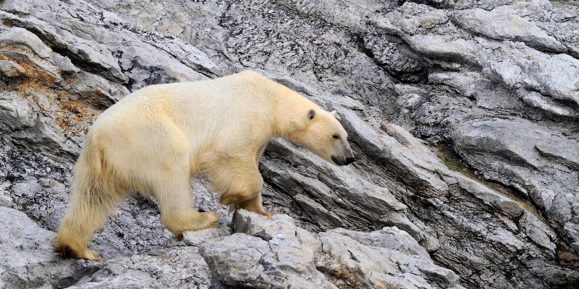 Le roi de l'Arctique, l'ours polaire dans le Svalbard. 