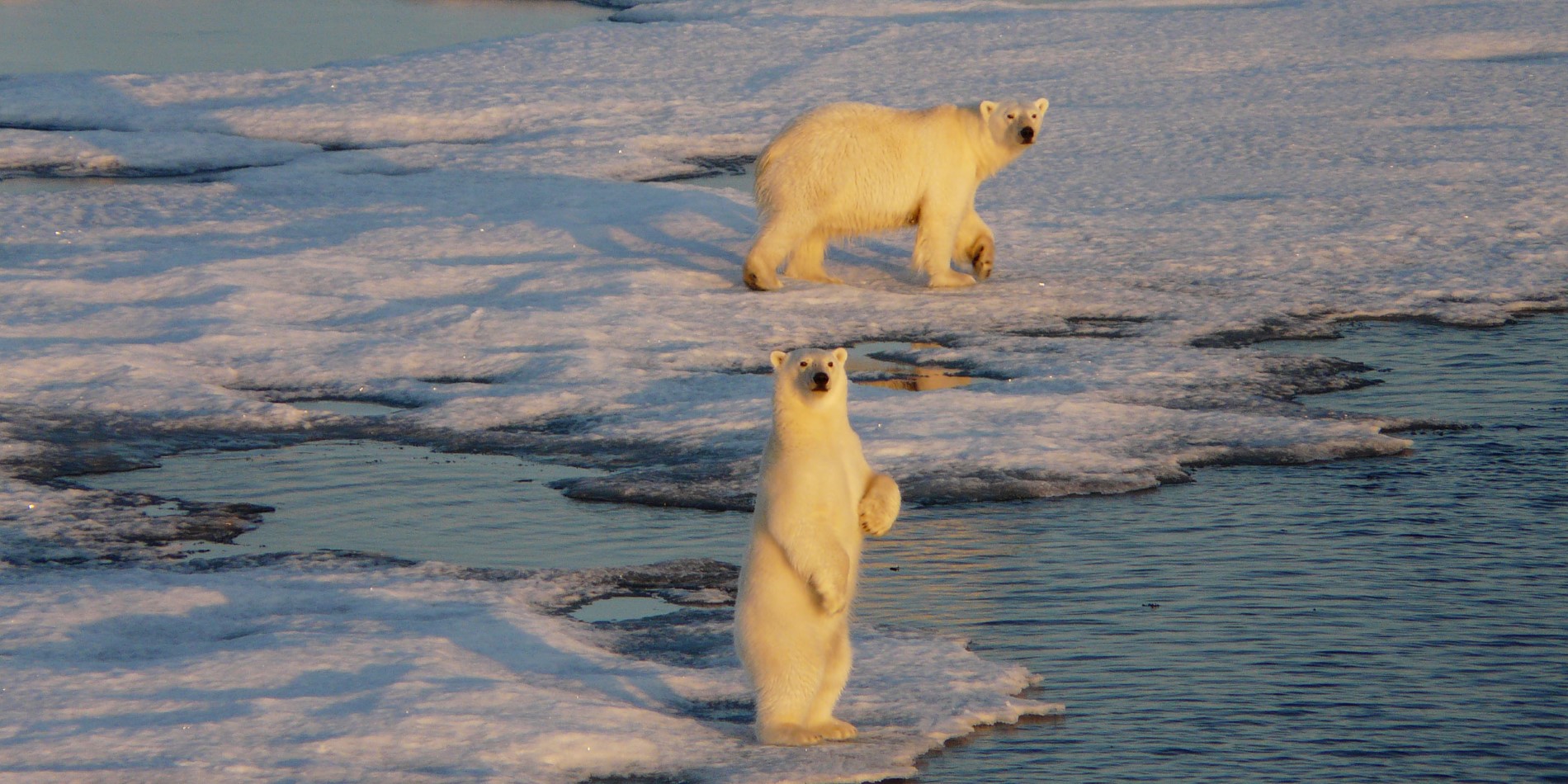L'ours polaire indigène dans Svalbard 