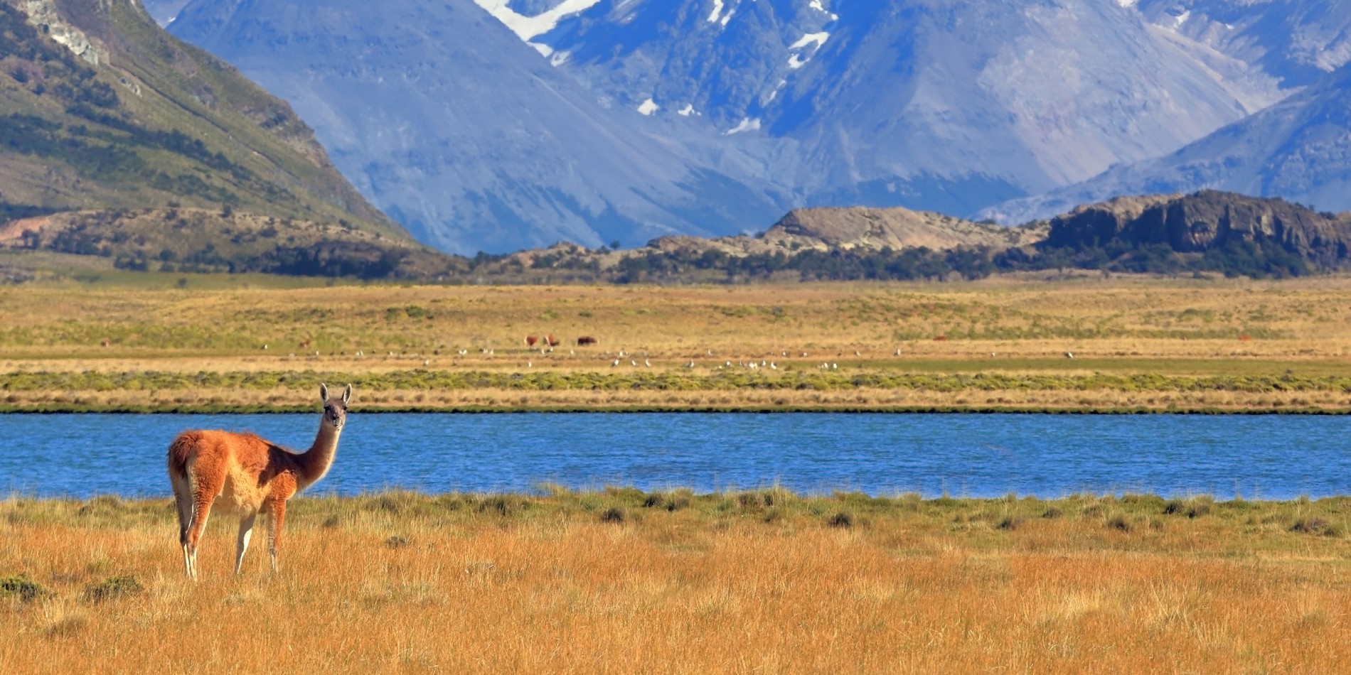 Un guanaco profitant du paysage harmonieux de Patagonie