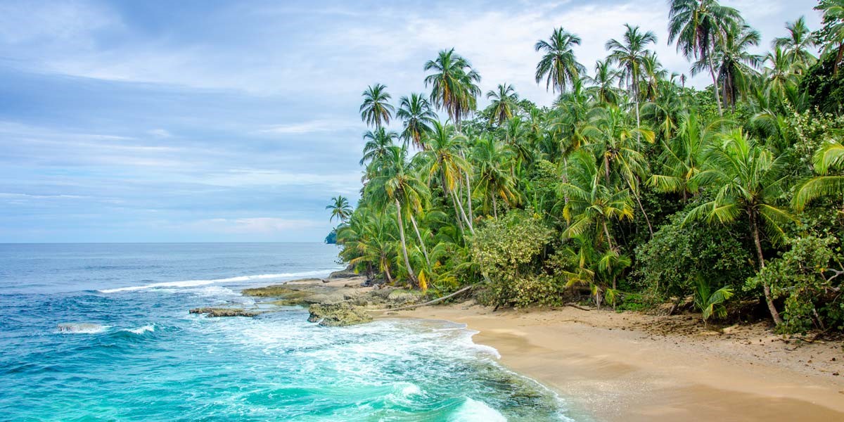 Un groupe de palmiers sur une plage