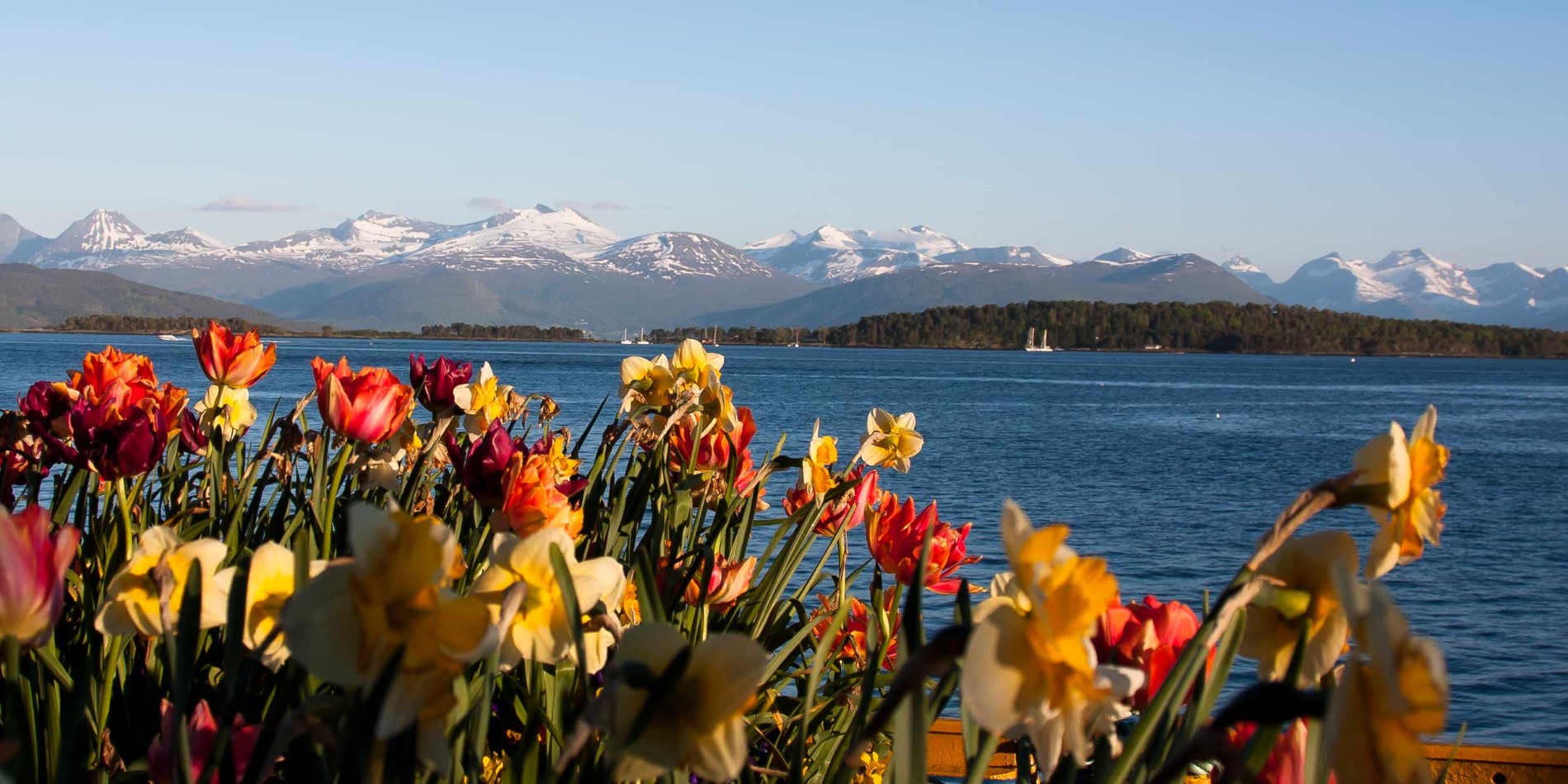 Molde, fleurs au port