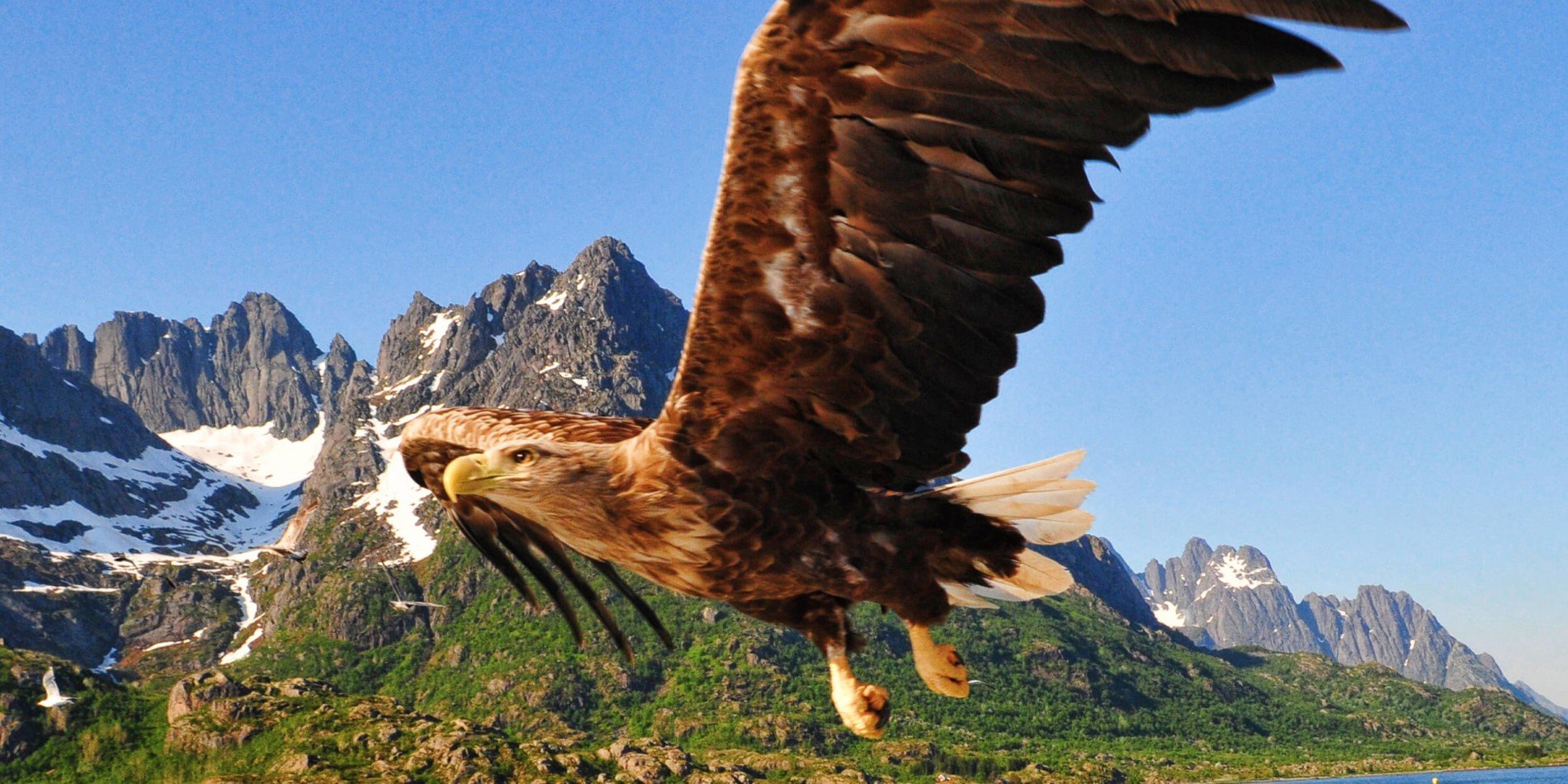 Un oiseau volant devant une montagne
