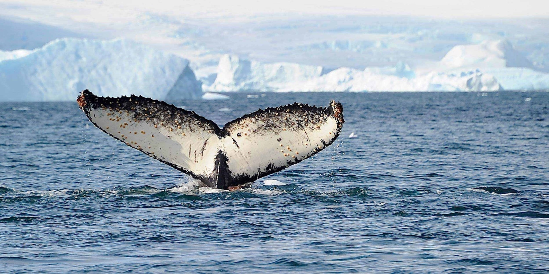Les baleines queuent au-dessus de la suface de la mer antarctique