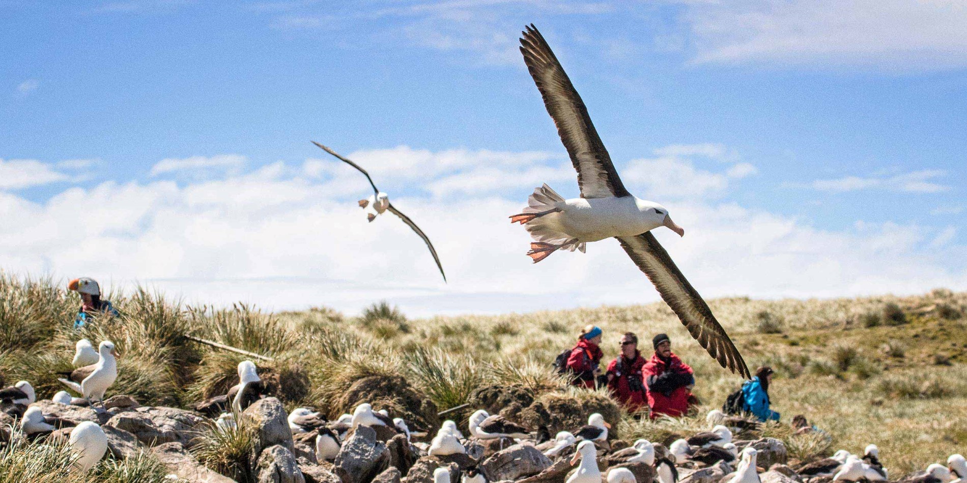 Observation d'oiseaux aux îles Falkland