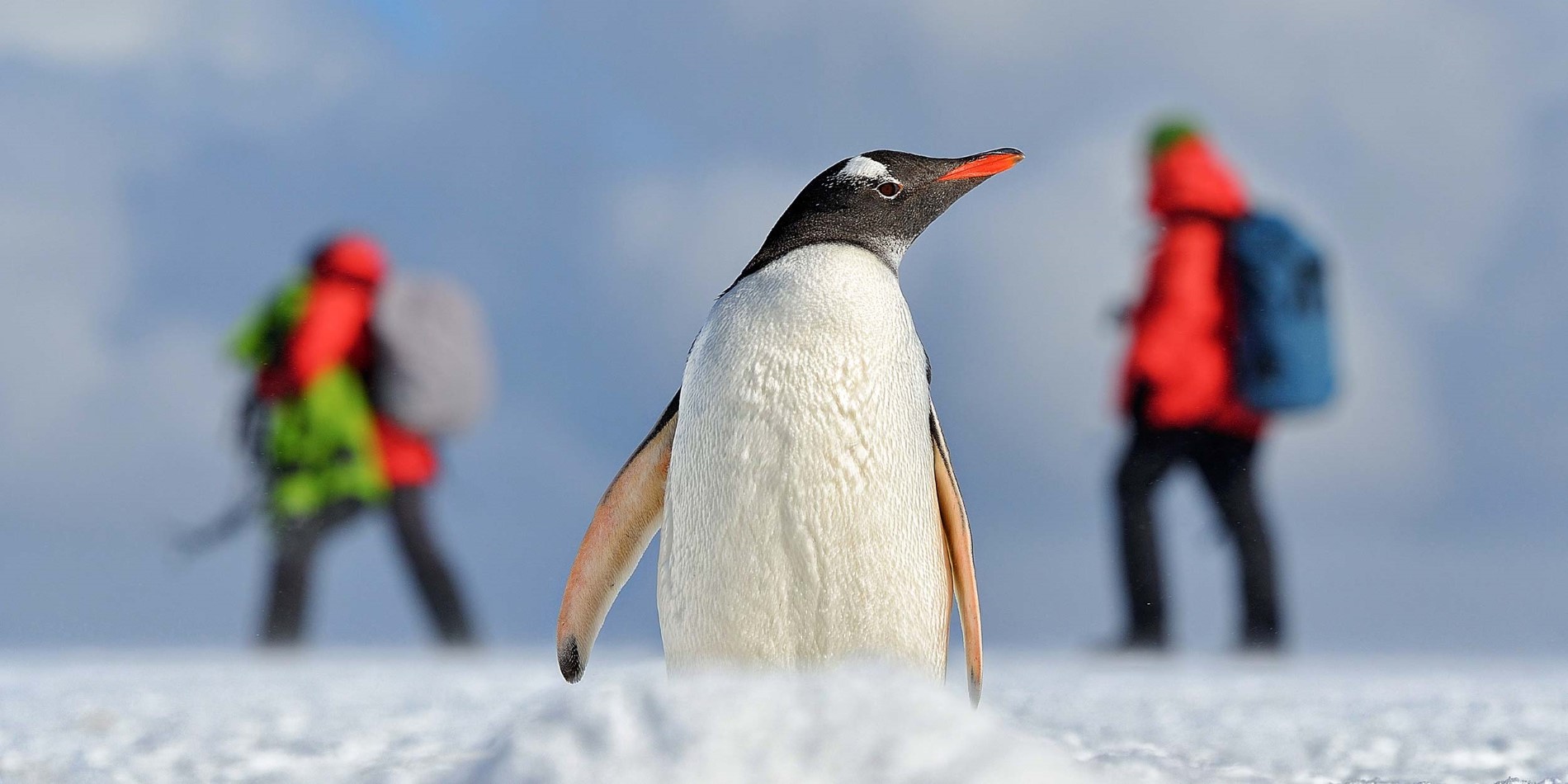 Pingouin de Gentoo
