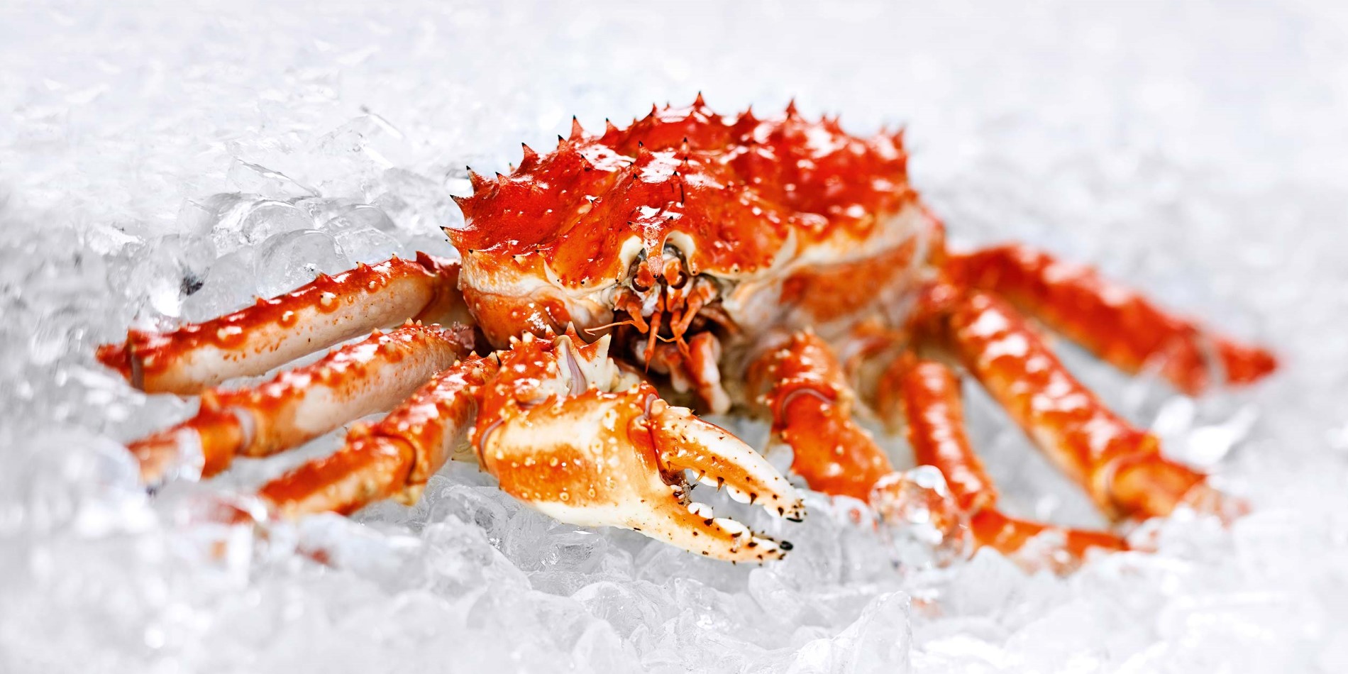 Crabe sur la glace