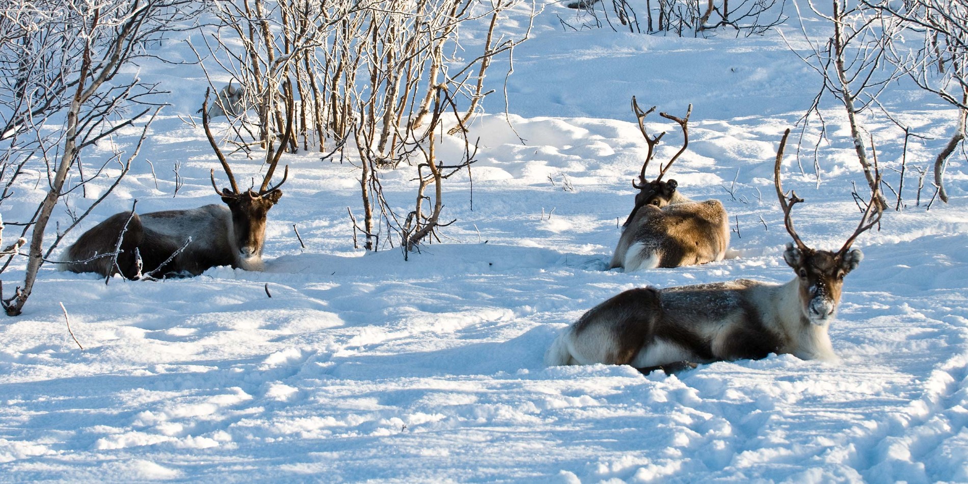 Le renne est bien adapté pour vivre dans l'hémisphère Nord 