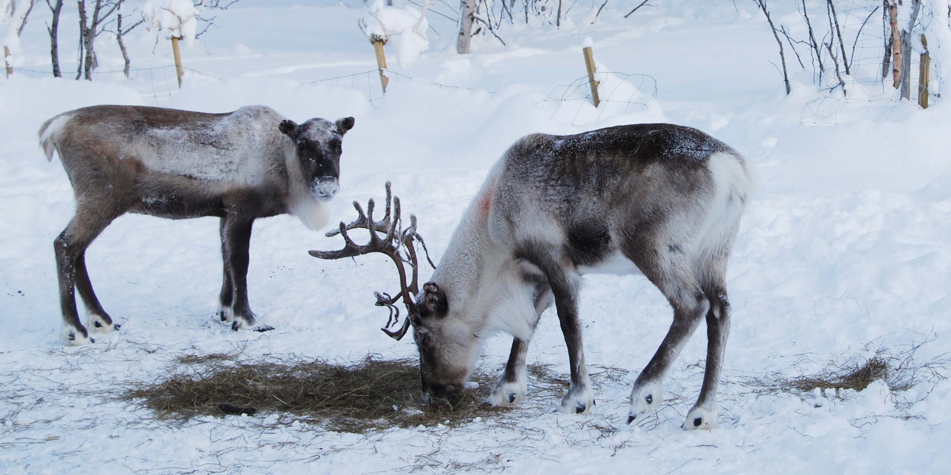 Les rennes se nourrissent en creusant dans la neige pendant l'hiver